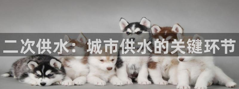球友会友谊赛赛程